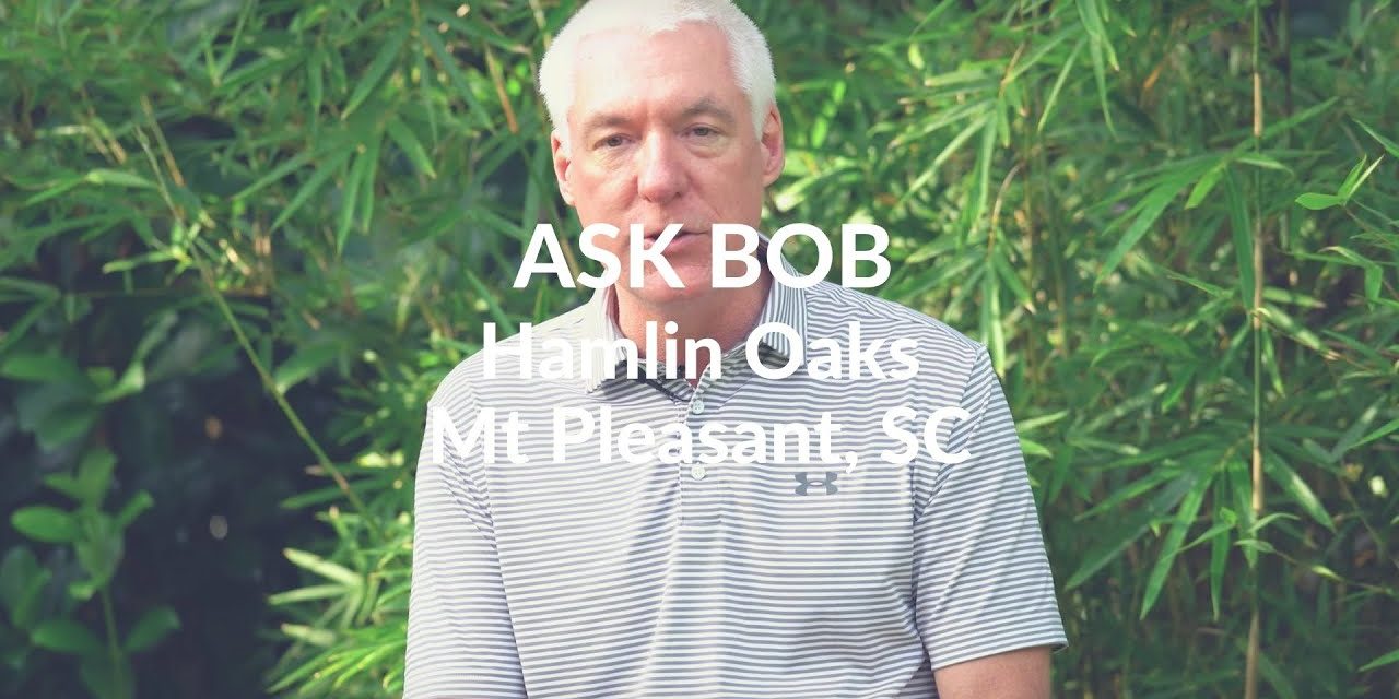 Ask Bob:   Hamlin Oaks – Mt. Pleasant SC