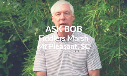 Ask Bob:  Fiddlers Marsh – Mt. Pleasant SC